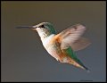 _4SB9341 rufous female hummingbird